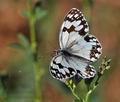 Melanargia_lachesis_bh0032