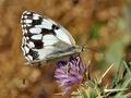 Melanargia_lachesis_bh0040