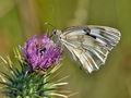 Melanargia_lachesis_bh0051