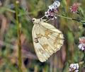 Melanargia_lachesis_bh0074