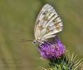 Melanargia_lachesis_bh0080