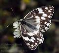 Melanargia_larissa_f1345