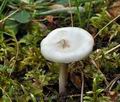 Melanoleuca_verrucipes_bp2005