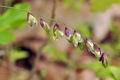 Melica_nutans_bt6873