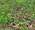 Melica_nutans_bt6901