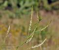 Melilotus_alba_cv5351