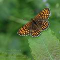 Melitaea_athalia_ai0835