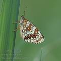 Melitaea_athalia_ai0869