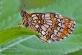 Melitaea_athalia_bc6807