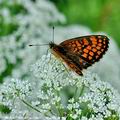 Melitaea_athalia_bh1481