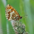 Melitaea_athalia_bh1502