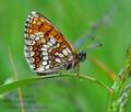Melitaea_athalia_hz7204