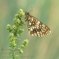 Melitaea_britomartis_ah9599