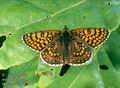 Melitaea_cinxia_2973