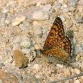 Melitaea_cinxia_ae5205