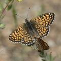 Melitaea_cinxia_ae6764