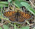 Melitaea_cinxia_bc3997