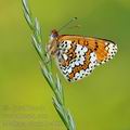 Melitaea_cinxia_bc4093