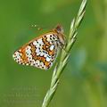 Melitaea_cinxia_bc4119