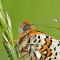 Melitaea_cinxia_bc4127