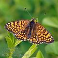 Melitaea_cinxia_bc4145