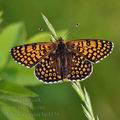 Melitaea_cinxia_bc4156