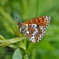 Melitaea_cinxia_bc4169