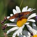 Melitaea_cinxia_bc5228