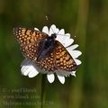 Melitaea_cinxia_bc5230