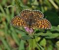 Melitaea_cinxia_bn8164