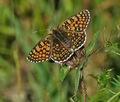 Melitaea_cinxia_bn8193