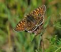 Melitaea_cinxia_bn8193