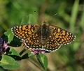 Melitaea_cinxia_bn8226