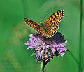 Melitaea_deione_dx0840