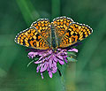 Melitaea_deione_dx0890