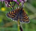 Melitaea_diamina_bc5610