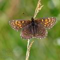 Melitaea_diamina_bd0162