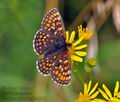 Melitaea_diamina_bh3203