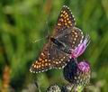 Melitaea_diamina_bs1516