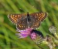 Melitaea_diamina_bs1524