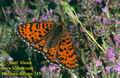 Melitaea_didyma_745