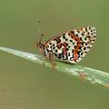 Melitaea_didyma_ai5404