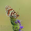 Melitaea_didyma_ai5412