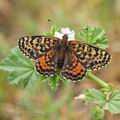 Melitaea_didyma_ai5523