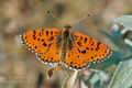 Melitaea_didyma_al1606