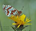 Melitaea_didyma_cv6744