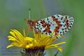 Melitaea_didyma_cv6758