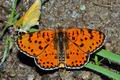 Melitaea_didyma_f0412