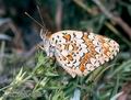 Melitaea_phoebe_10265