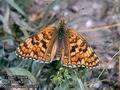 Melitaea_phoebe_10284